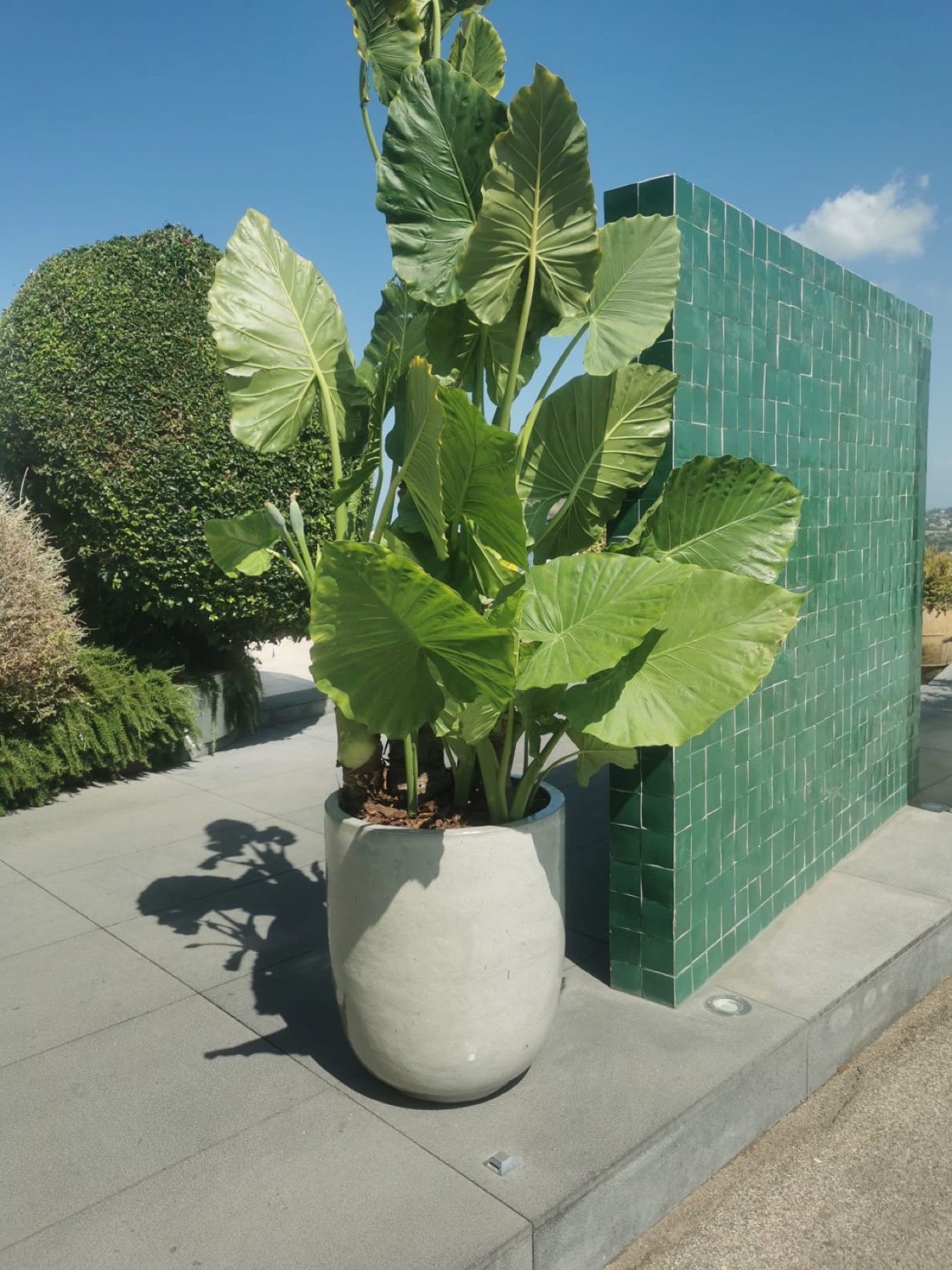 Allestimento con vasi e fioriere Faraone Vasi a Napoli - progetto 2