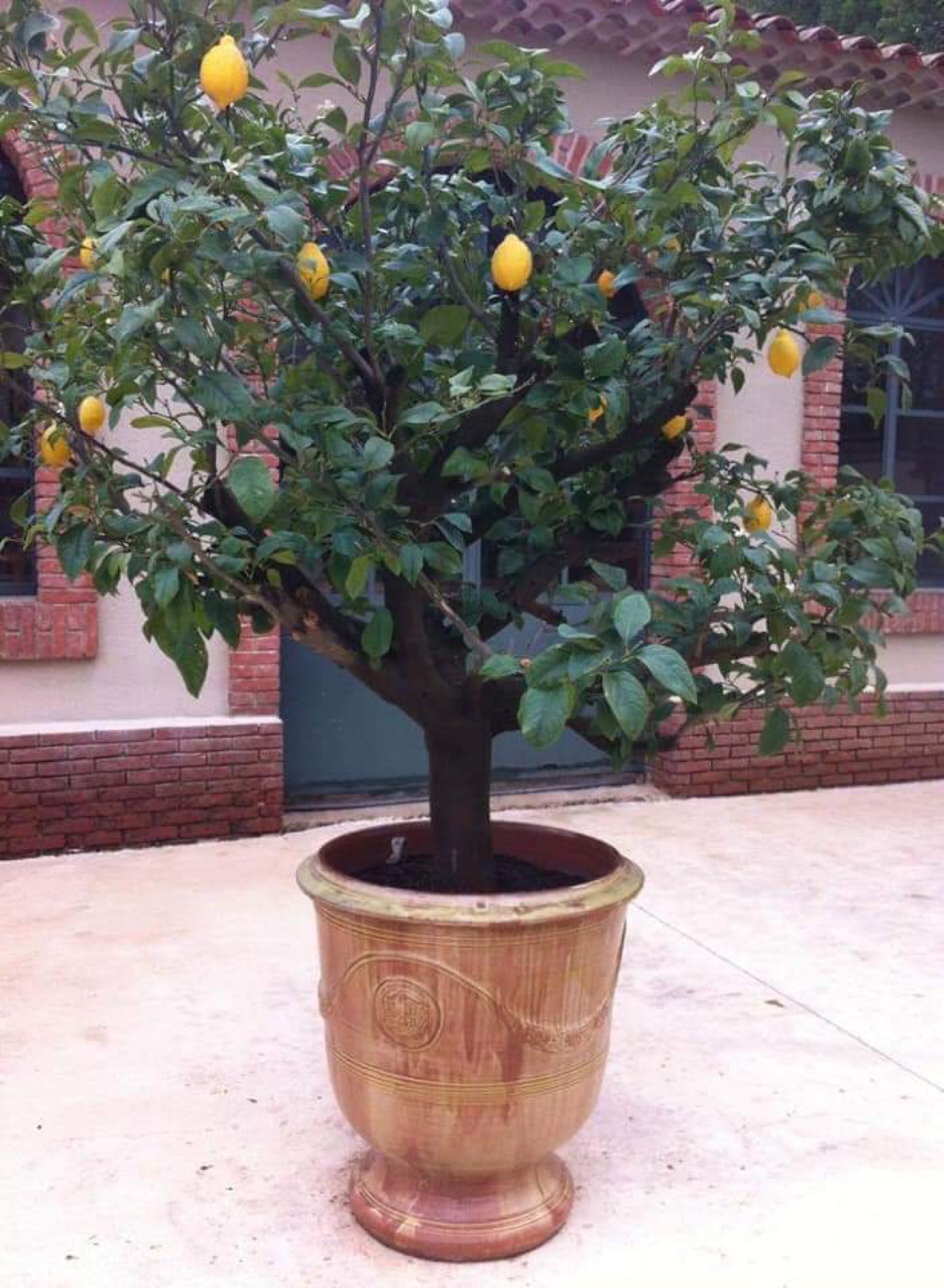 Allestimento con vasi e fioriere Faraone Vasi a Napoli - progetto 19