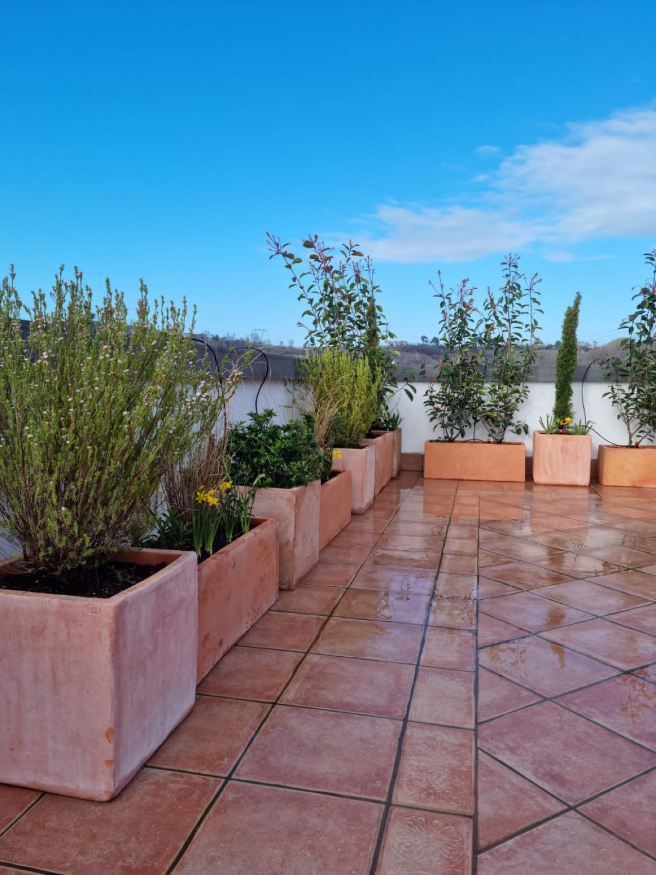 Allestimento con vasi e fioriere Faraone Vasi a Napoli - progetto 8